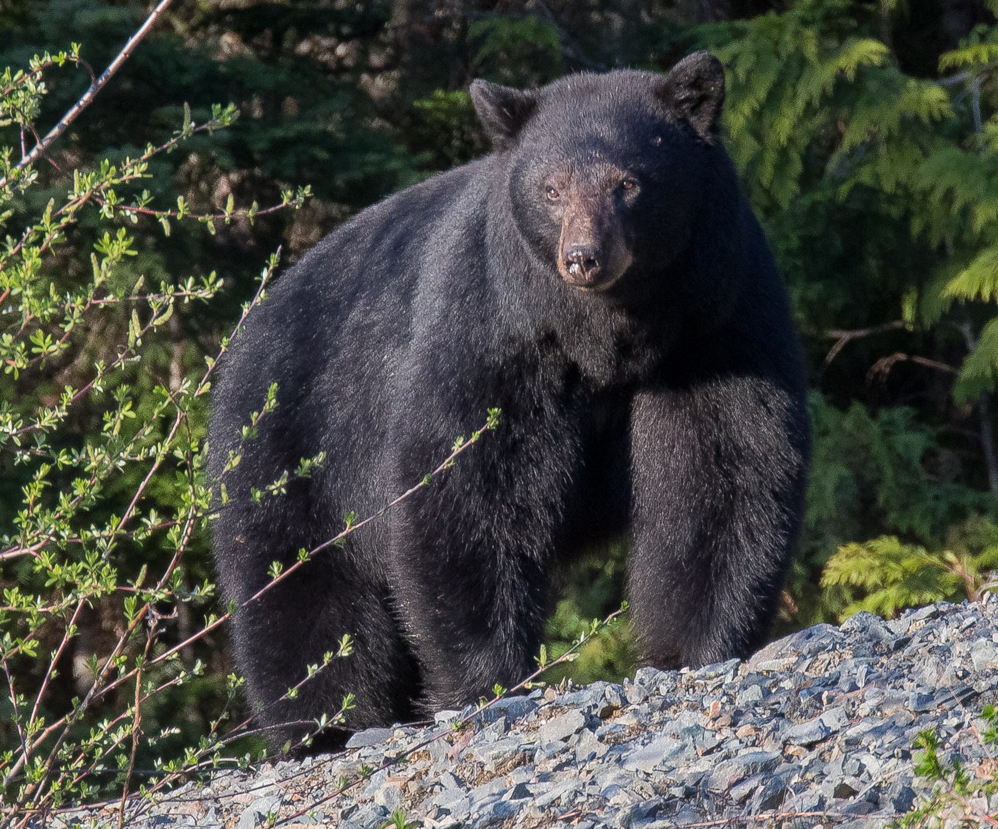 whistler: even more beautiful destination
